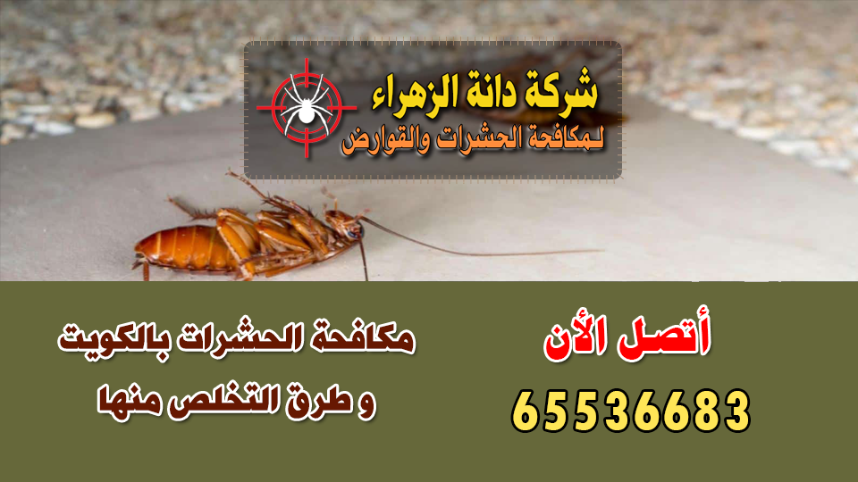 مكافحة الحشرات بالكويت و طرق التخلص منها