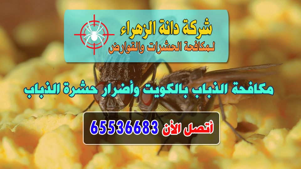 مكافحة الذباب بالكويت وأضرار حشرة الذباب