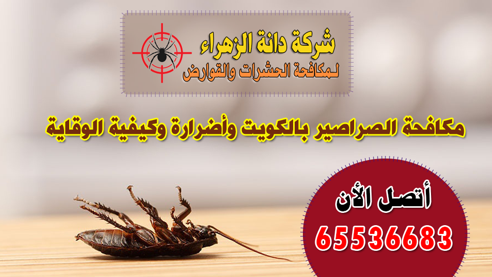 مكافحة الصراصير بالكويت وأضرارة وكيفية الوقاية