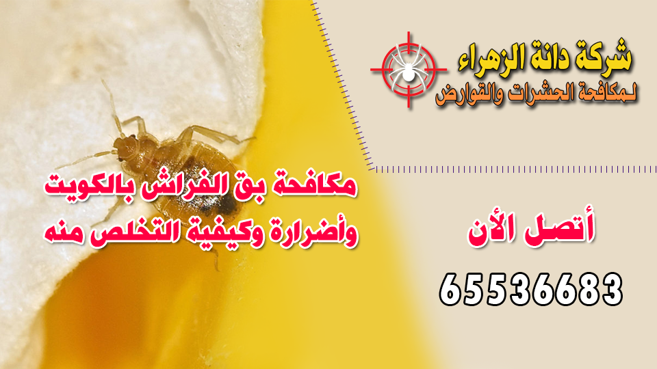 مكافحة-بق-الفراش-بالكويت-وأضرارة